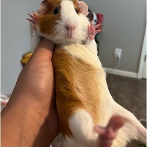 Meet your Posher, Ruben